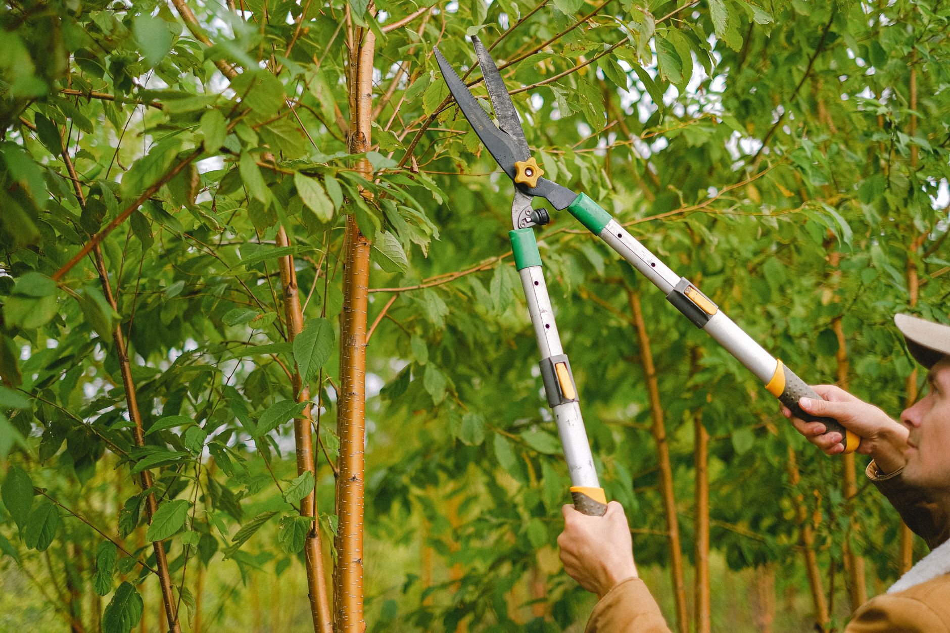 Arbol Tree Sevice at work