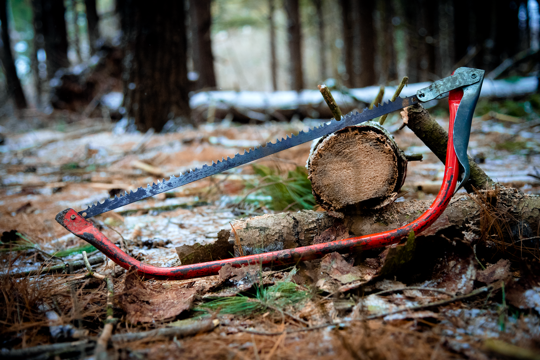 Tree Trimming — Arbol Tree Sevice