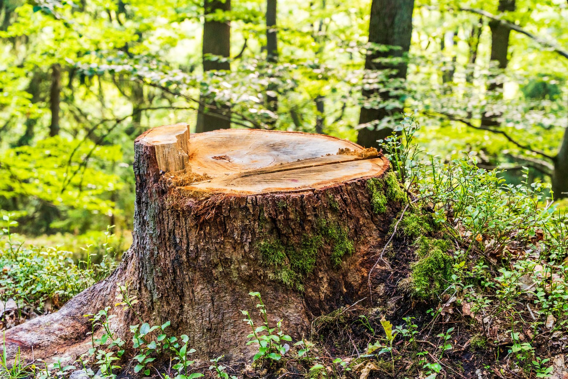 Power Line Clearing — Arbol Tree Sevice