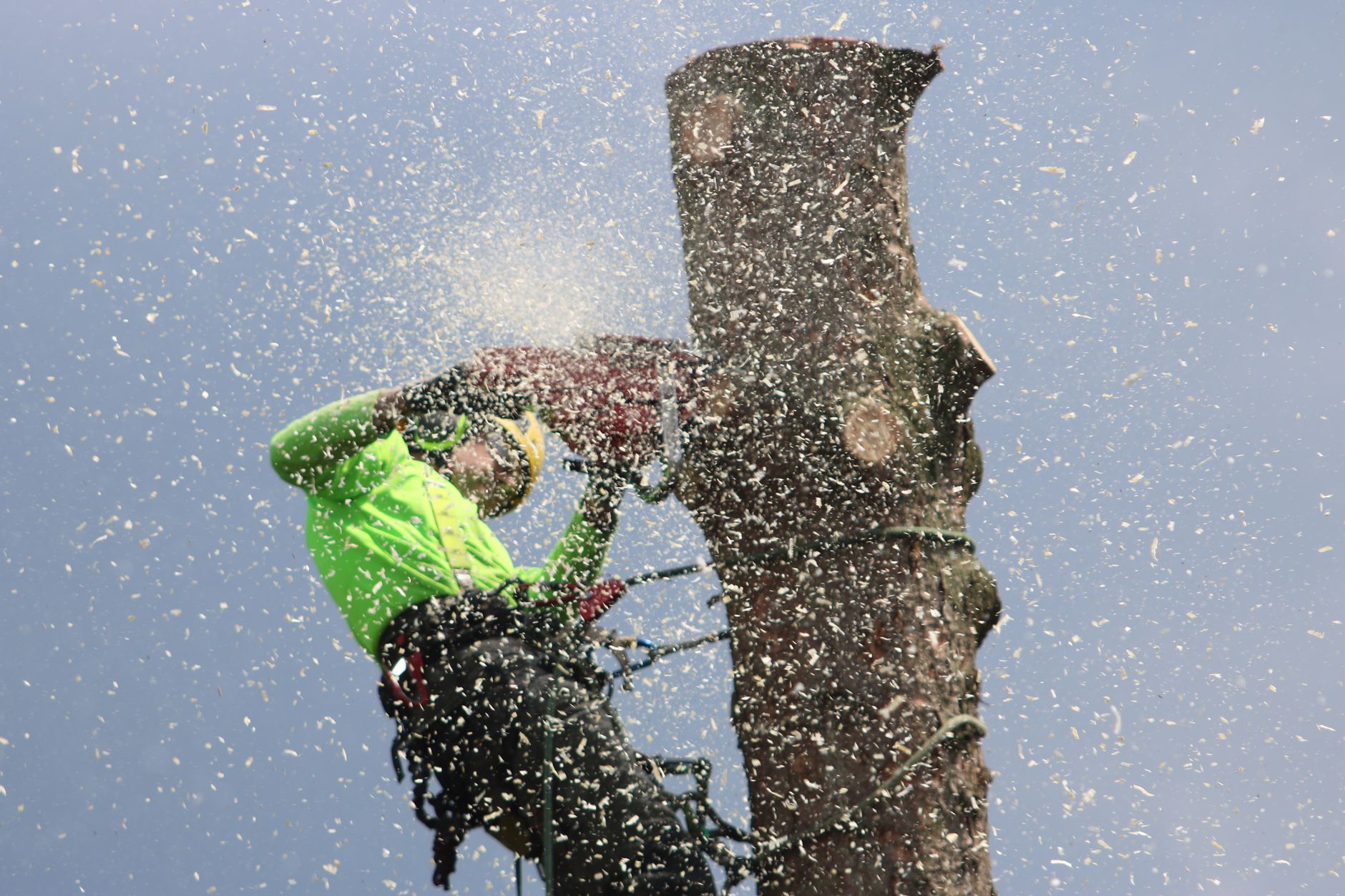 Deadwood Pruning – Poteet